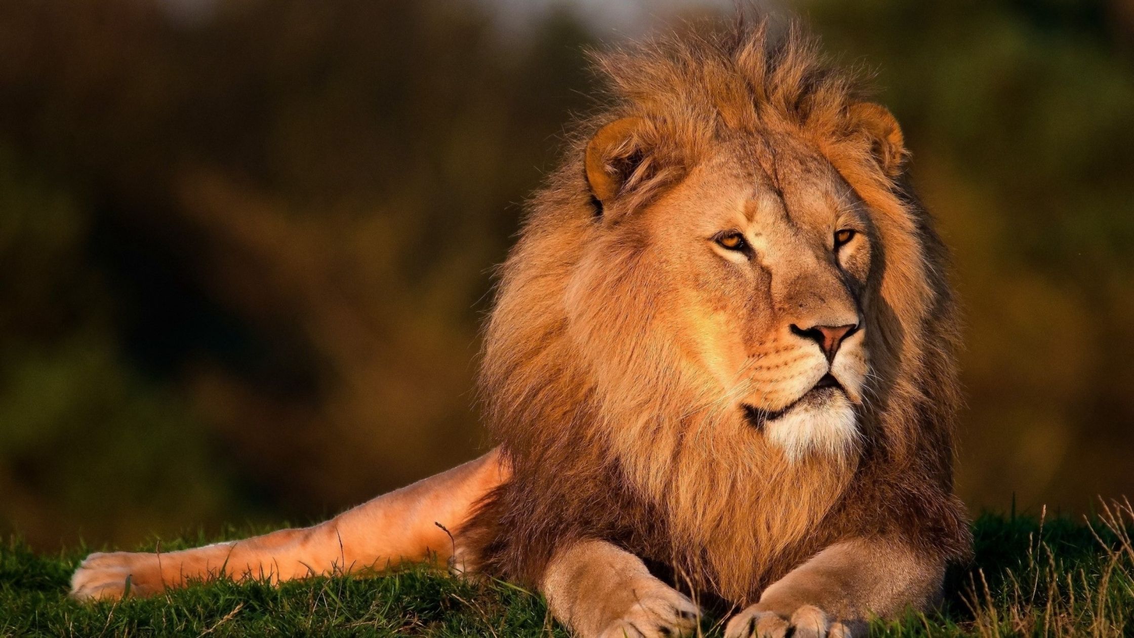 イソップの寓話 獅子 ライオン の分け前 から得られる教訓について調べてみました トピックスラボ
